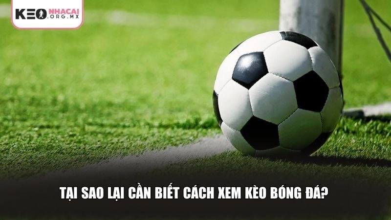 Tại sao lại cần biết cách xem kèo bóng đá?